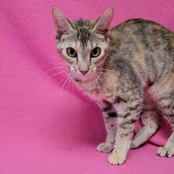 Domestic Short Hair Cats Available for Adoption in Valdosta, Georgia - Dusty | PetCurious