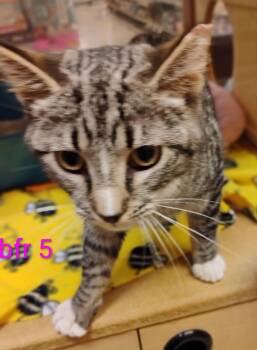 Domestic Short Hair Cats Available for Adoption in Williamsburg, Virginia - Bronco | PetCurious