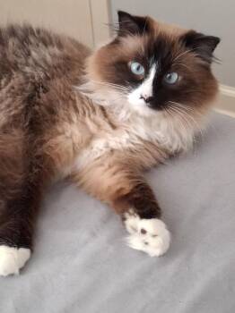 Suzy Paige -  Siamese and Domestic Long Hair Cat for Adoption in Buford, Georgia - Suzy Paige | PetCurious