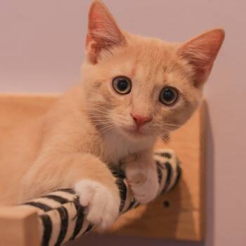 Rescue Domestic Short Hair Cats for Adoption in Los Angeles, California - Toffee | PetCurious