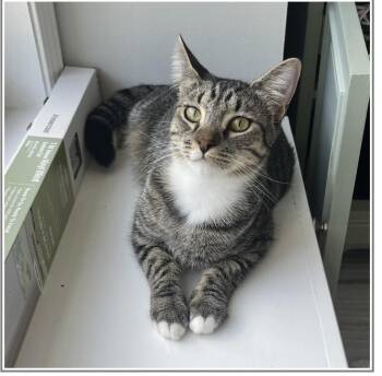 Rescue Domestic Short Hair Cats for Adoption in Duluth, Georgia - Clutch | PetCurious