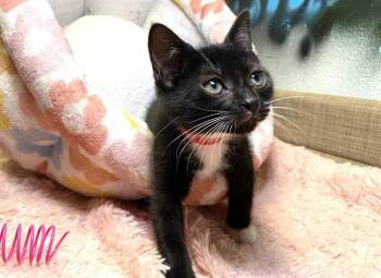 Domestic Short Hair Cats Available for Adoption in Fort Lauderdale, Florida - REINA | PetCurious