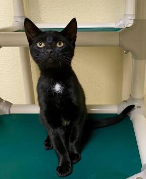CT -  Domestic Short Hair Cat for Adoption in Fargo, North Dakota - CT | PetCurious
