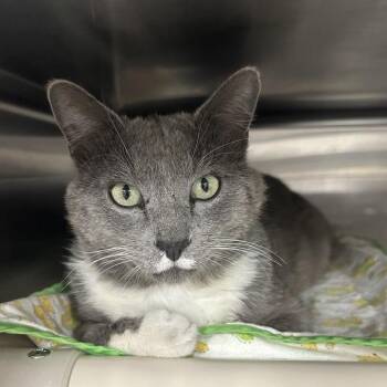 Frederick -  Domestic Short Hair Cat for Adoption in Salt Lake City, Utah - Frederick | PetCurious