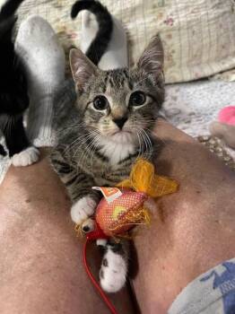Chutney -  Domestic Short Hair Cat for Adoption in Beacon, New York - Chutney | PetCurious