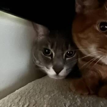 Franklin -  Domestic Short Hair Cat for Adoption in Baltimore, Maryland - Franklin | PetCurious