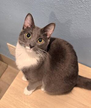 Delilah -  Domestic Short Hair Cat for Adoption in Vancouver, Washington - Delilah | PetCurious