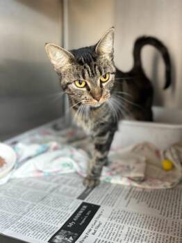 Tabby -  Domestic Short Hair Cat for Adoption in Portland, Indiana - Tabby | PetCurious