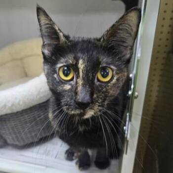 Eclaire -  Domestic Short Hair Cat for Adoption in Phoenixville, Pennsylvania - Eclaire | PetCurious