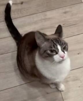 Wylie -  Siamese and American Shorthair Cat for Adoption in Laguna Woods, California - Wylie | PetCurious
