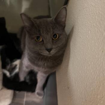 Domestic Short Hair Cats Available for Adoption - Zinc | PetCurious
