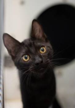 Harold -  Domestic Short Hair Cat for Adoption in Palm Coast, Florida - Harold | PetCurious