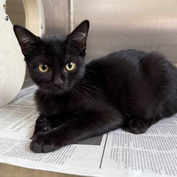 Rescue Domestic Short Hair Cats for Adoption in Hawthorne, California - Challah | PetCurious