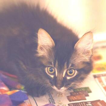Pablo Sanchez -  Domestic Long Hair Cat for Adoption in Belleville, Illinois - Pablo Sanchez | PetCurious