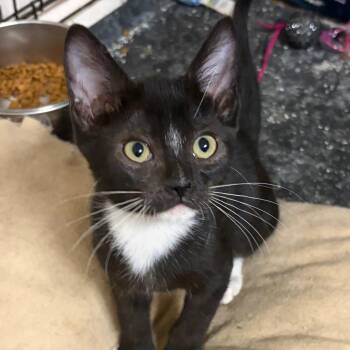 Frida Kahlo -  Domestic Short Hair Cat for Adoption in Kingman, Arizona - Frida Kahlo | PetCurious