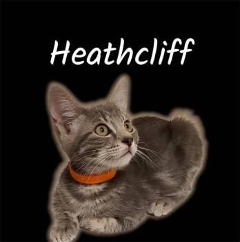 Heathcliff -  Domestic Medium Hair Cat for Adoption in Auburn, California - Heathcliff | PetCurious