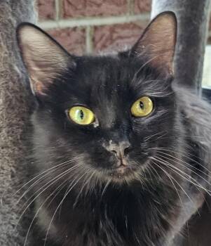 Rescue Domestic Medium Hair Cats for Adoption in Greensburg, Pennsylvania - Velvet | PetCurious