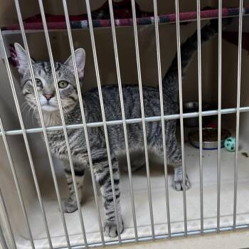 Stubbs -  Tabby and Tiger Cat for Adoption in Clarksville, Virginia - Stubbs | PetCurious