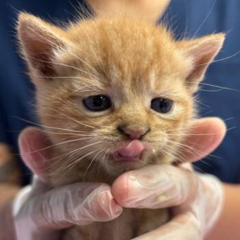 Rescue Domestic Short Hair Cats for Adoption in Vineland, New Jersey - Sriracha (PetSmart) | PetCurious