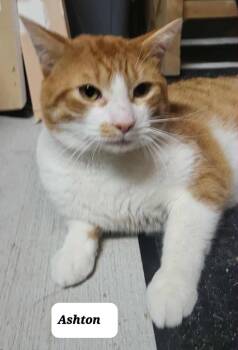 Rescue Domestic Short Hair Cats for Adoption in Ottawa, Ontario - Ashton (m) Orange And White 1 To 2yrs Old | PetCurious