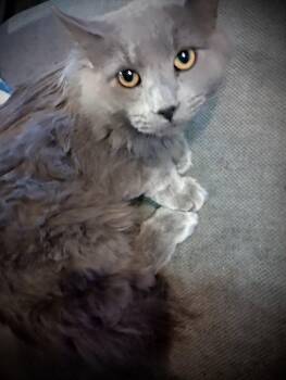 Picasso (Gray Fluffy Male) -  Russian Blue Cat for Adoption in Piedmont, Missouri - Picasso (Gray Fluffy Male) | PetCurious