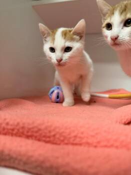 Domestic Short Hair Cats Available for Adoption - **Cat Cafe** Blue Cheese | PetCurious