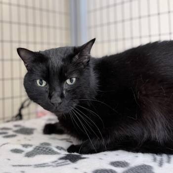 Domestic Short Hair Cats Available for Adoption in Medford, Oregon - Andy | PetCurious