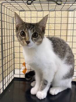 DAISY -  Domestic Short Hair Cat for Adoption in Fort Myers, Florida - DAISY | PetCurious