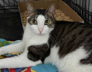 Kurt -  Domestic Short Hair Cat for Adoption in Westfield, Massachusetts - Kurt | PetCurious