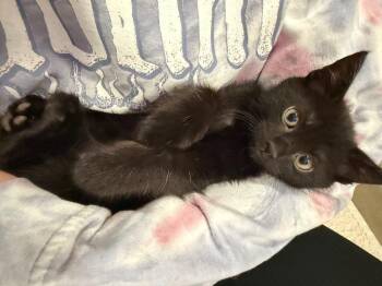 Domestic Short Hair Cats Available for Adoption in Los Angeles, California - Kitty Boy | PetCurious