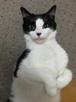 Joel -  Domestic Short Hair Cat for Adoption in New York, New York - Joel | PetCurious