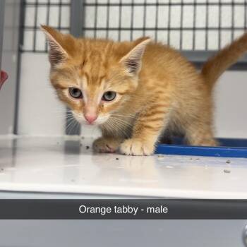SLBY-Stray-2743 -  Domestic Short Hair Cat for Adoption in Shelbyville, Illinois - SLBY-Stray-2743 | PetCurious