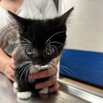 Moe -  Domestic Short Hair Cat for Adoption in Newport, North Carolina - Moe | PetCurious
