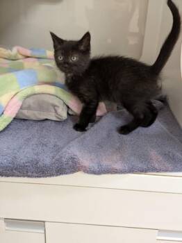 CROUTON -  Domestic Short Hair Cat for Adoption in Hayward, California - CROUTON | PetCurious