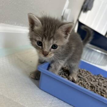 Edna(Kitten 4) -  Domestic Short Hair Cat for Adoption in Evensville, Tennessee - Edna(Kitten 4) | PetCurious