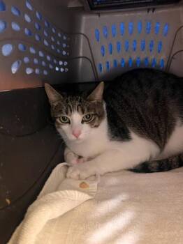 Dory -  Domestic Short Hair Cat for Adoption in Honolulu, Hawaii - Dory | PetCurious