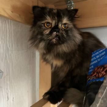 Rescue Persian Cats for Adoption in Pahoa, Hawaii - Blue | PetCurious