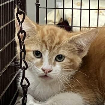 Tails -  Domestic Short Hair Cat for Adoption in Las Cruces, New Mexico - Tails | PetCurious