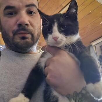 Mantis -  Domestic Short Hair Cat for Adoption in Newark, New Jersey - Mantis | PetCurious