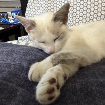 Eleanor -  Domestic Short Hair Cat for Adoption in Auburn, Alabama - Eleanor | PetCurious