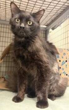 Shane -  Domestic Medium Hair Cat for Adoption in Redmond, Oregon - Shane | PetCurious