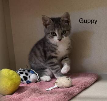 Guppy -  Domestic Short Hair Cat for Adoption in Ulster, Pennsylvania - Guppy | PetCurious