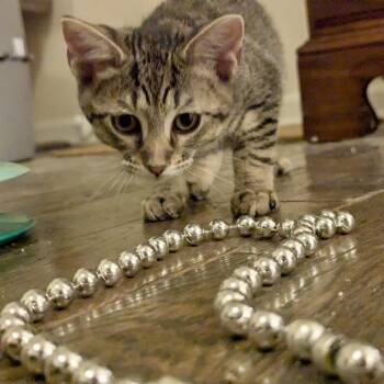 Domestic Short Hair Cats Available for Adoption - Mokey | PetCurious