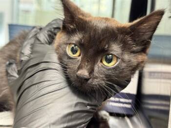 MOTH -  Domestic Short Hair Cat for Adoption in Pueblo, Colorado - MOTH | PetCurious