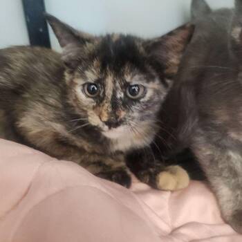 Domestic Short Hair Cats Available for Adoption in Kingman, Arizona - Chai | PetCurious