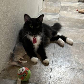 Bonnie Monnie -  Domestic Long Hair Cat for Adoption in Peru, Illinois - Bonnie Monnie | PetCurious