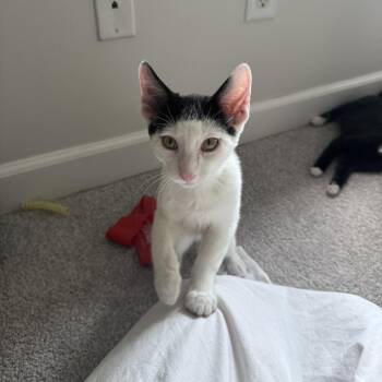 Noodle -  Domestic Short Hair Cat for Adoption in Nashville, Tennessee - Noodle | PetCurious