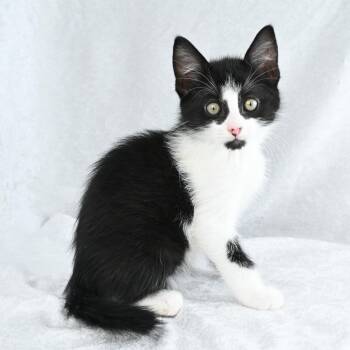 Batman -  Domestic Medium Hair Cat for Adoption in Mobile, Alabama - Batman | PetCurious