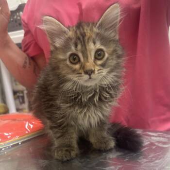 Luna -  Domestic Long Hair Cat for Adoption in Clanton, Alabama - Luna | PetCurious