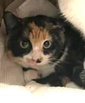 Domestic Short Hair Cats Available for Adoption - Shelly | PetCurious